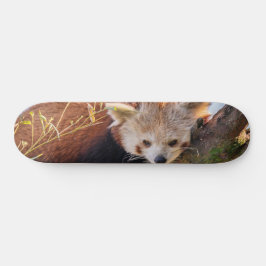 Lazy kleine rote Panda Skateboard