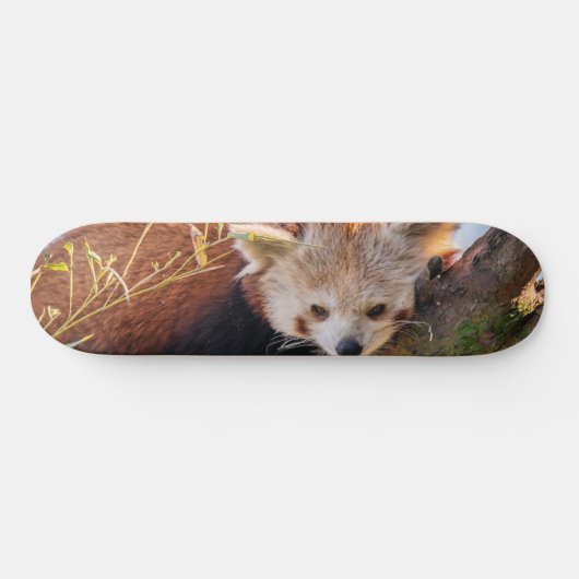 Lazy kleine rote Panda Skateboard (Horizontal)