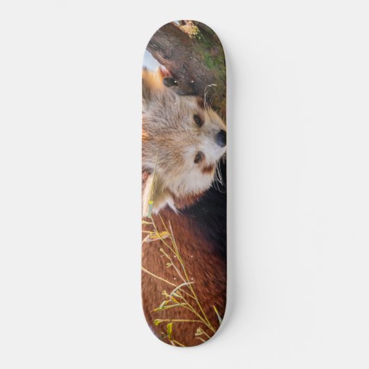 Lazy kleine rote Panda Skateboard (Vorderseite)