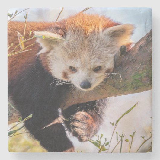 Lazy kleine rote Panda Steinuntersetzer (Vorderseite)