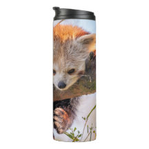 Lazy kleine rote Panda