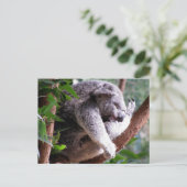 Lazy Koala Postcard Postkarte (Stehend Vorderseite)