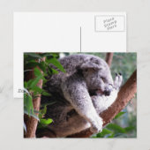 Lazy Koala Postcard Postkarte (Vorne/Hinten)