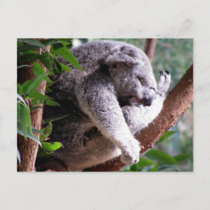 Lazy Koala Postcard Postkarte