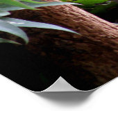 Lazy Koala Poster (Ecke)