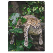 Lazy Leopard Klemmbrett (Rückseite)