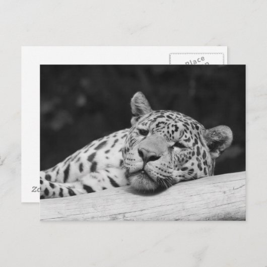 "Lazy Leopard" Postkarte (Vorne/Hinten)