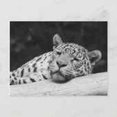 "Lazy Leopard" Postkarte (Vorderseite)