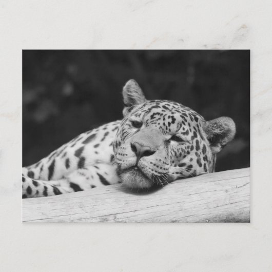 "Lazy Leopard" Postkarte (Vorderseite)