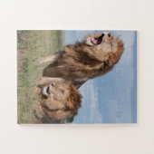 Lazy Lion Brothers on Savannah Puzzle (Horizontal)