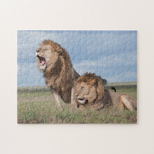 Lazy Lion Brothers on Savannah Puzzle (Horizontal)