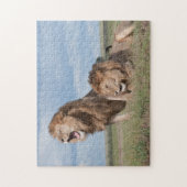 Lazy Lion Brothers on Savannah Puzzle (Vertikal)