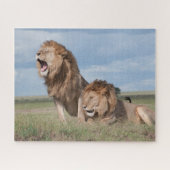 Lazy Lion Brothers on Savannah Puzzle (Horizontal)