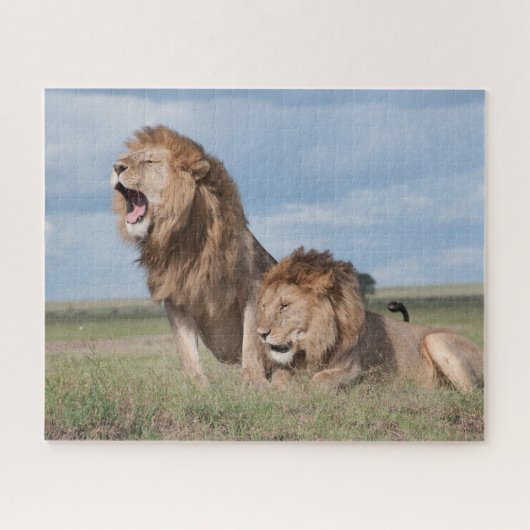 Lazy Lion Brothers on Savannah Puzzle (Horizontal)