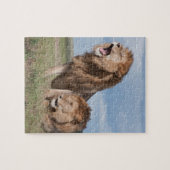 Lazy Lion Brothers on Savannah Puzzle (Horizontal)