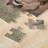 Lazy Lion Brothers on Savannah Puzzle (Seite)
