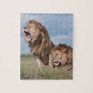 Lazy Lion Brothers on Savannah Puzzle
