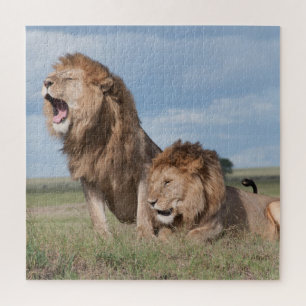 Lazy Lion Brothers on Savannah Puzzle