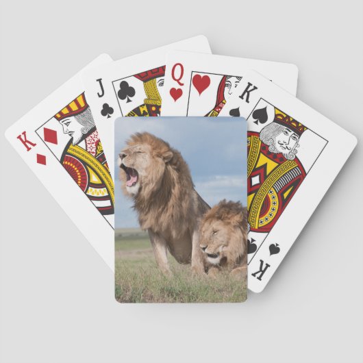 Lazy Lion Brothers on Savannah Spielkarten (Rückseite)