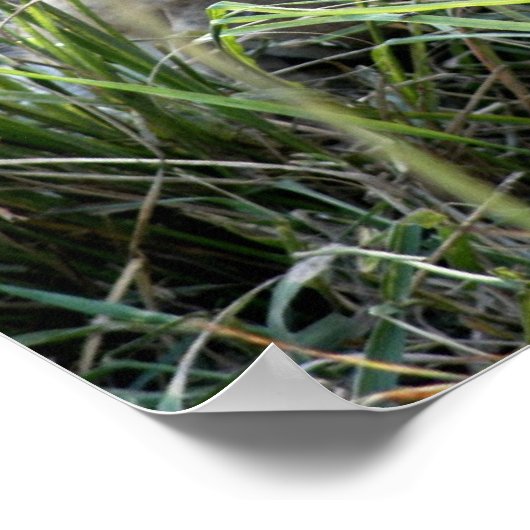 Lazy Lion Poster (Ecke)