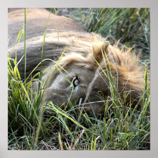 Lazy Lion Poster (Vorne)