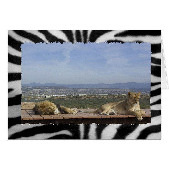 Lazy Lion Produkt (Vorderseite (Horizontal))