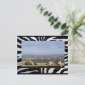 Lazy Lions Postcard Postkarte (Stehend Vorderseite)