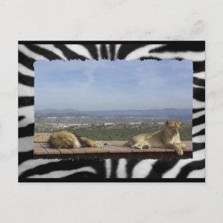 Lazy Lions Postcard Postkarte