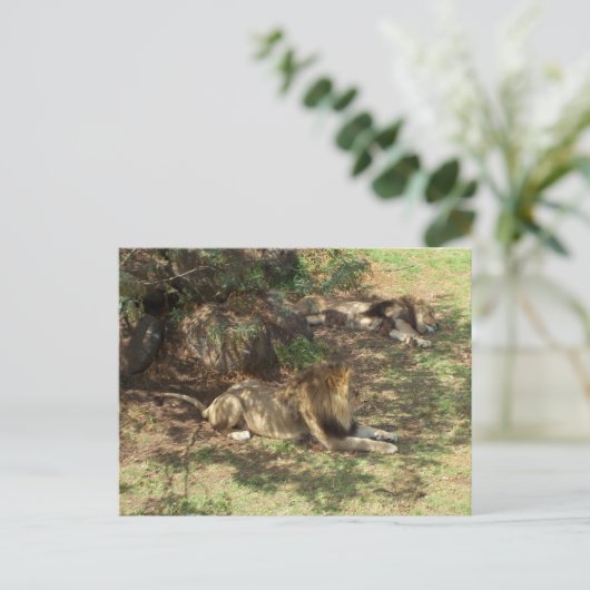 Lazy Lions Postkarte (Stehend Vorderseite)