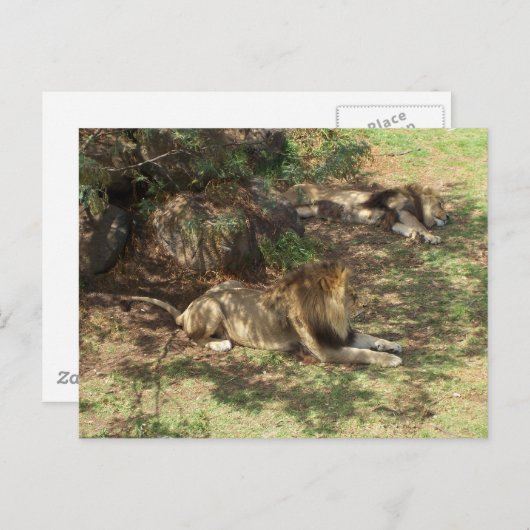 Lazy Lions Postkarte (Vorne/Hinten)