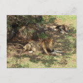 Lazy Lions Postkarte (Vorderseite)