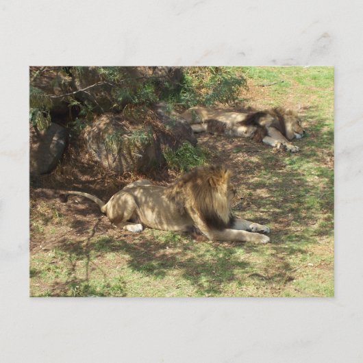 Lazy Lions Postkarte (Vorderseite)