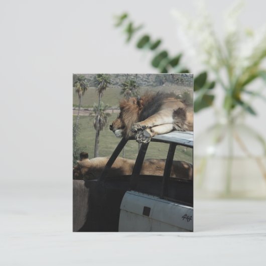 Lazy Lions Postkarte (Stehend Vorderseite)
