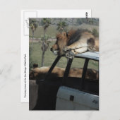 Lazy Lions Postkarte (Vorne/Hinten)
