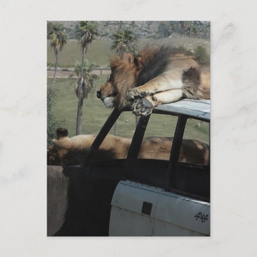 Lazy Lions Postkarte (Vorderseite)