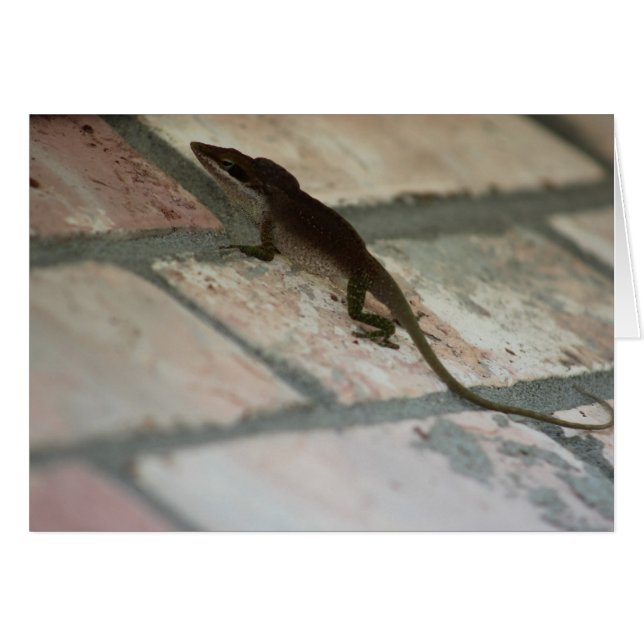 Lazy Lizard (Vorderseite (Horizontal))