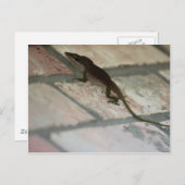 Lazy Lizard Postkarte (Vorne/Hinten)