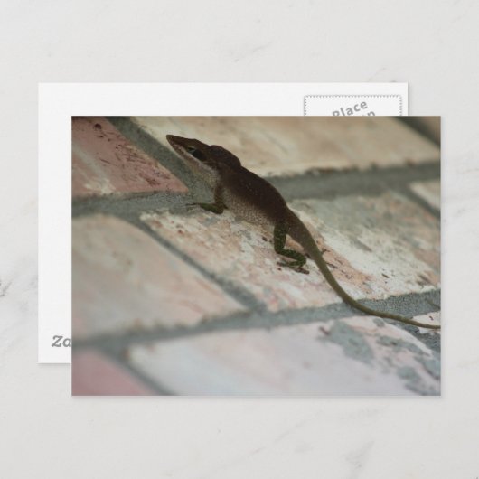 Lazy Lizard Postkarte (Vorne/Hinten)