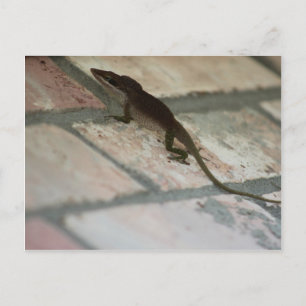 Lazy Lizard Postkarte