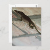Lazy Lizard Postkarte (Vorne/Hinten)