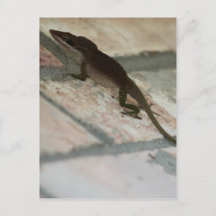 Lazy Lizard Postkarte