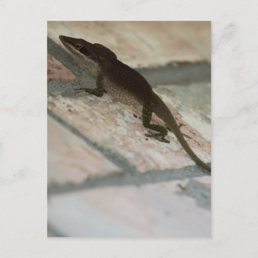 Lazy Lizard Postkarte (Vorderseite)