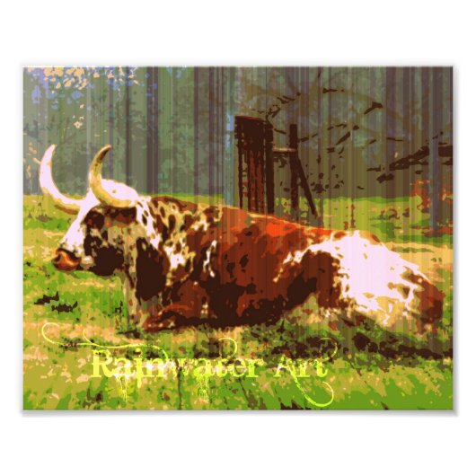 Lazy Longhorn Fotodruck (Vorne)