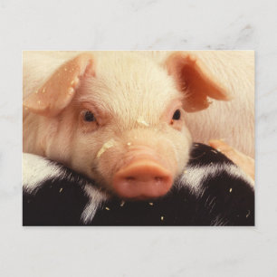 Lazy Piglet Postkarte