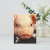 Lazy Piglet Postkarte (Stehend Vorderseite)