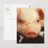 Lazy Piglet Postkarte (Vorne/Hinten)