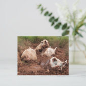 Lazy Pigs in Mud Postcard Postkarte (Stehend Vorderseite)