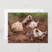 Lazy Pigs in Mud Postcard Postkarte (Vorne/Hinten)