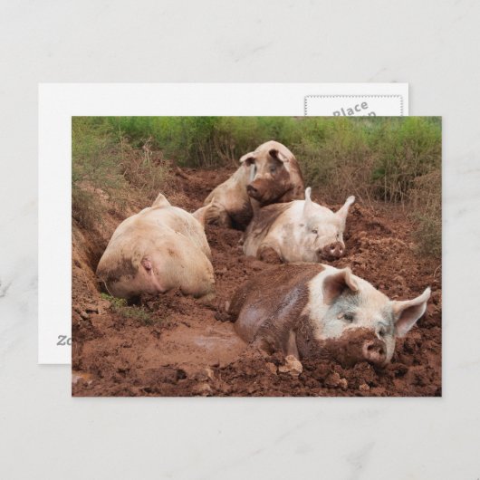 Lazy Pigs in Mud Postcard Postkarte (Vorne/Hinten)