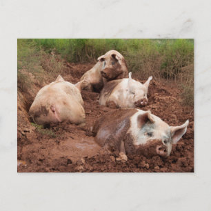 Lazy Pigs in Mud Postcard Postkarte